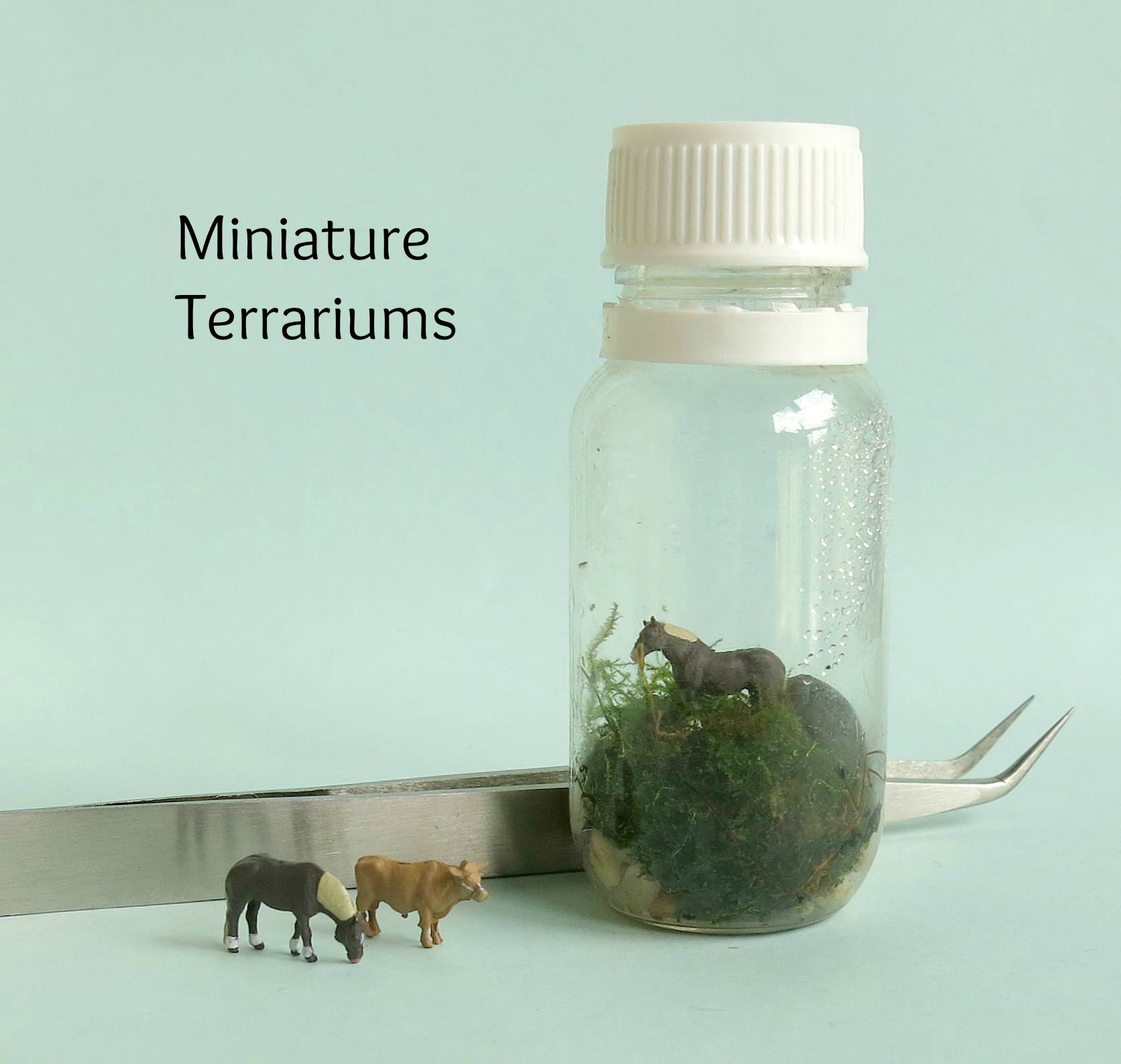 miniature terrariums